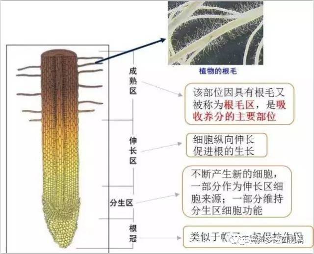 公司动态  若要了解根系对养分的吸收,首先需要知道根尖的结构